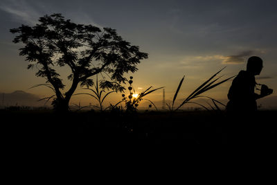 Silhouette of tree at sunset