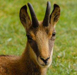 Close-up portrait of deer