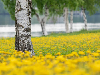 Close-up of yellow flower growing on field