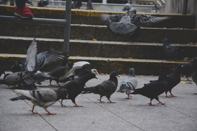 Flock of birds