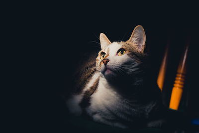 Close-up of a cat looking away