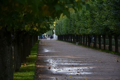 Footpath amidst trees in park