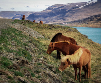 Horses in a field