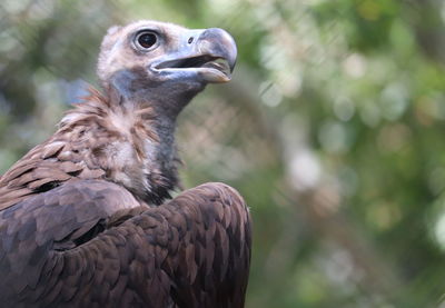 Close-up of eagle