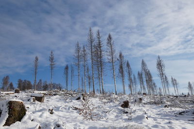 Trees on snow covered field against sky