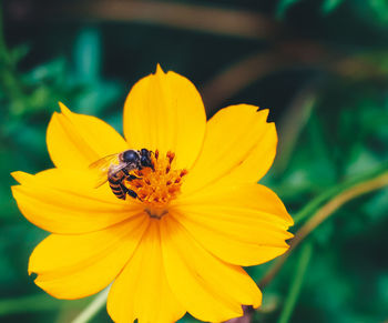 Close-up of insect on yellow flower