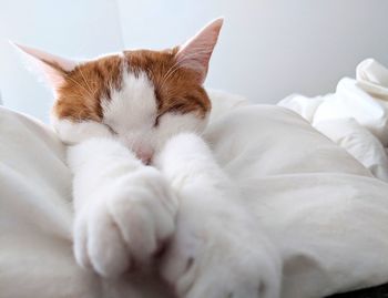 Close-up of cat sleeping on bed