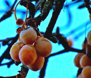 Close-up of fruits on tree