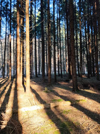 View of trees in forest