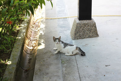 High angle view of cat sitting outdoors