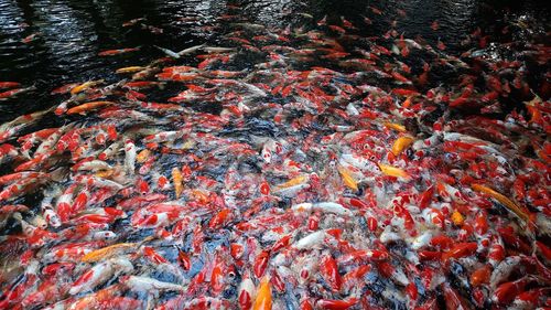 High angle view of koi carps swimming in pond