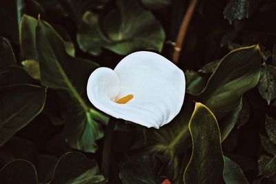 Close-up of white rose flower