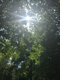 Low angle view of sunlight streaming through trees