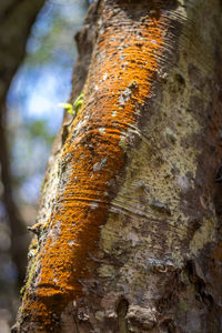 Close-up of moss growing on tree trunk