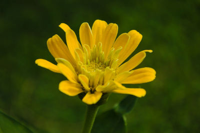 Close-up of yellow flower