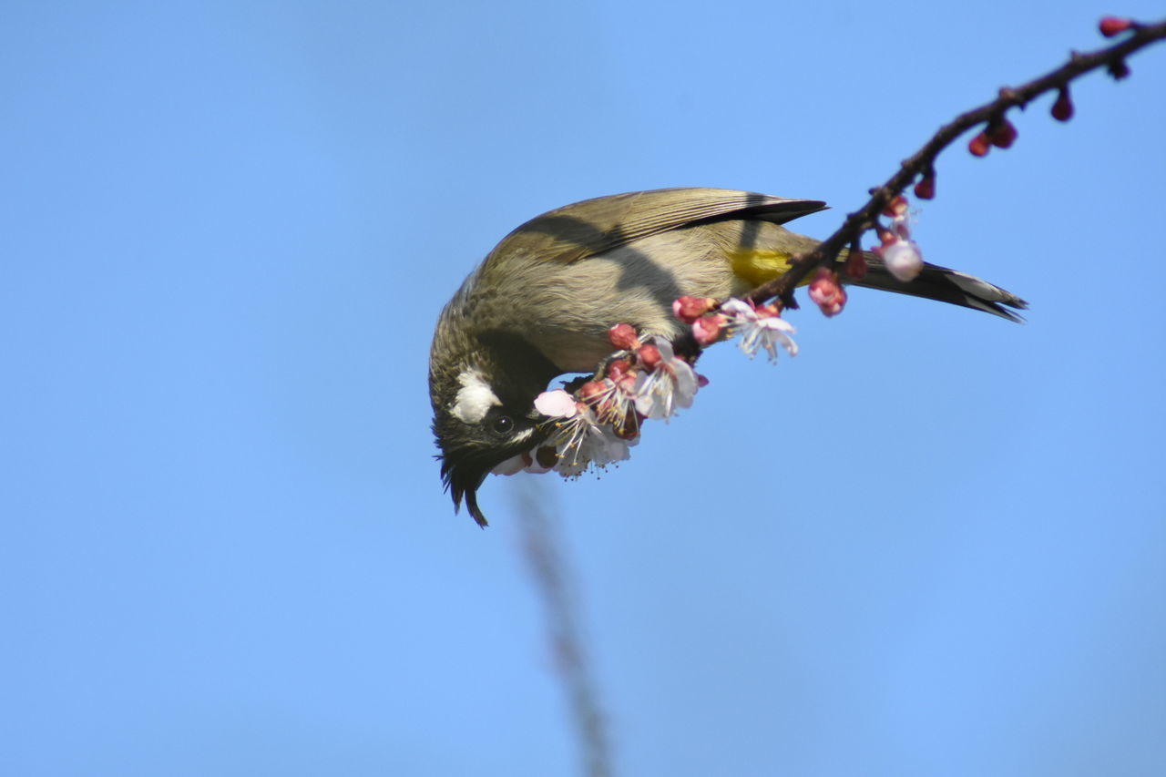 LOW ANGLE VIEW OF BUTTERFLY POLLINATING ON FLOWER AGAINST SKY