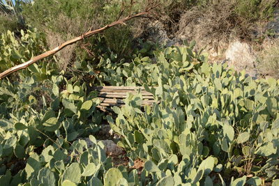 Plants growing in farm