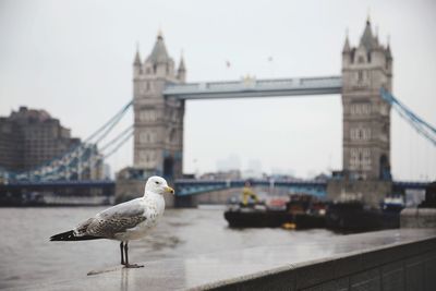 Seagull against tower bridge