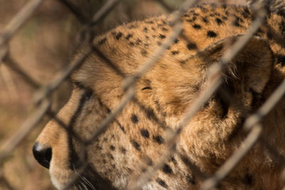 Close-up of cheetah