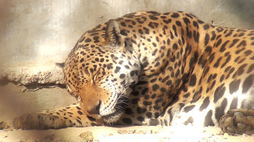 Close-up of leopard sleeping in zoo