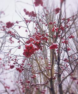 Low angle view of flower tree against sky