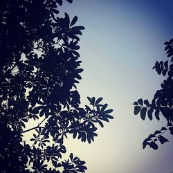 Low angle view of trees against clear blue sky