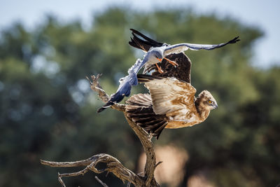 Close-up of bird flying against blurred background