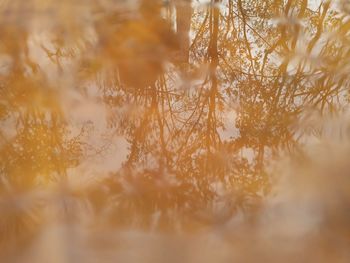 Close-up of plants against trees with water reflection