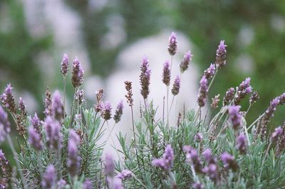Close-up of purple flowering plants on field