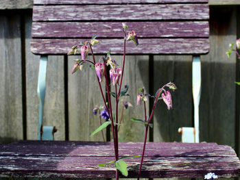 Close-up of pink flower pot