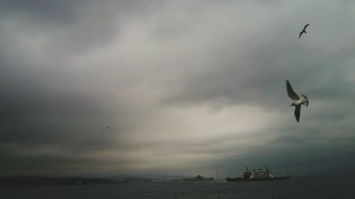 Bird flying over sea against cloudy sky