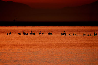 Silhouette birds on sea shore against orange sky