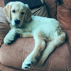 High angle view of dog resting on sofa at home