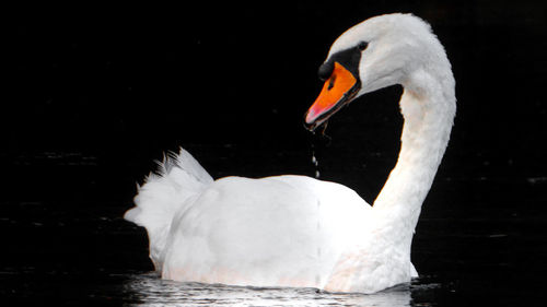 Swan floating on lake