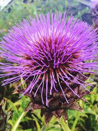 Close-up of purple flower