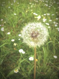 Close-up of dandelion flowers in field