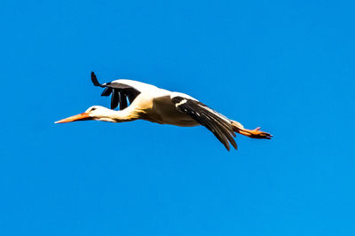 Low angle view of bird flying against clear blue sky during sunny day