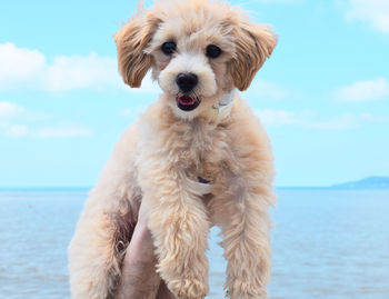 Portrait of dog on the sea against sky