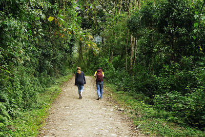 Rear view of men walking on footpath in forest