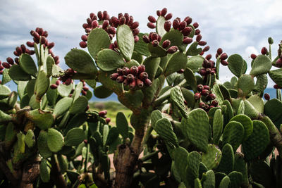 Close-up of berries growing on plant against sky