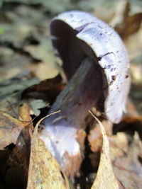 Close-up of a mushrooms