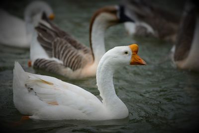 Close-up of swan swimming in lake