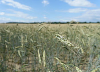 Close-up of stalks in field against sky