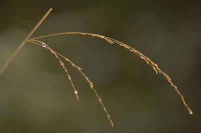 Close-up of dry plant
