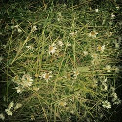 Close-up of white flowers blooming in field