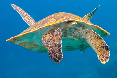 Close-up of turtle swimming in sea
