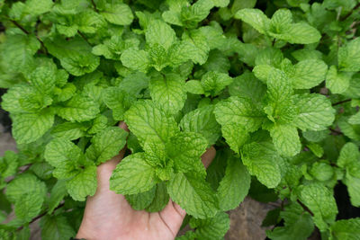 Cropped hand harvesting mint leaves