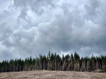 Panoramic shot of trees on field against sky