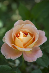 Close-up of pink rose plant