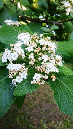 Close-up of white flowers